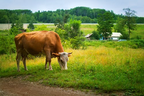 A Cow on Green Grass Field