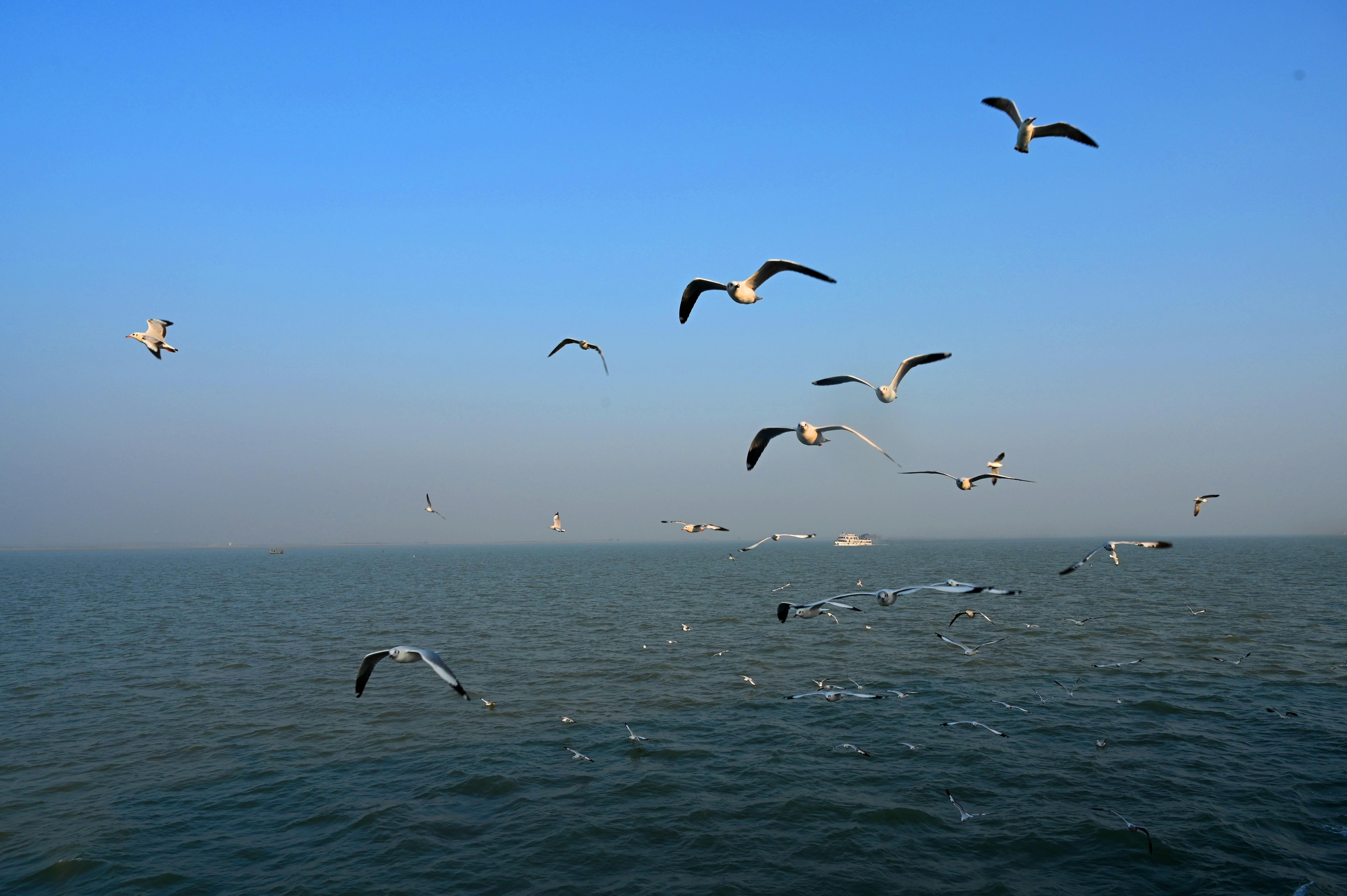 Flock of Birds Flying over the Sea · Free Stock Photo