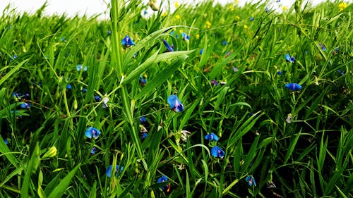 Free stock photo of flower, grass, nature Stock Photo