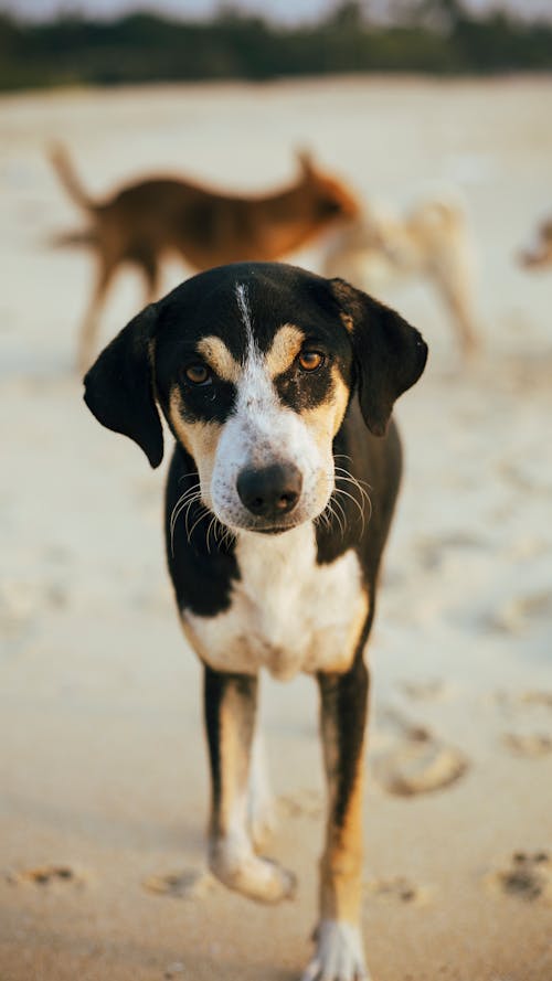 A Cute Dog on the Sand