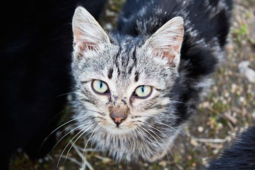 ネコ, 動物, 可愛いの無料の写真素材