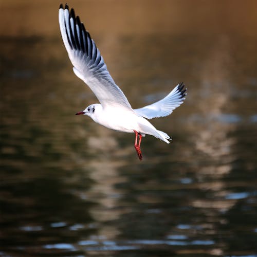 Photo of a Black Headed Gull Flying