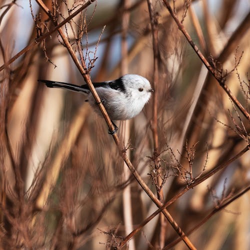 Photo of a Long-Tailed Tit Bird on a Branch
