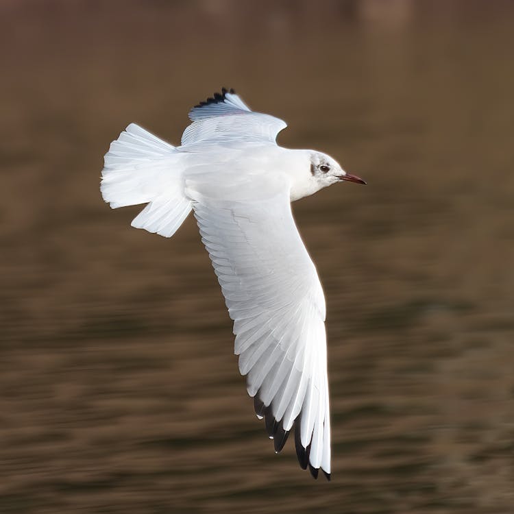 White Bird Flying