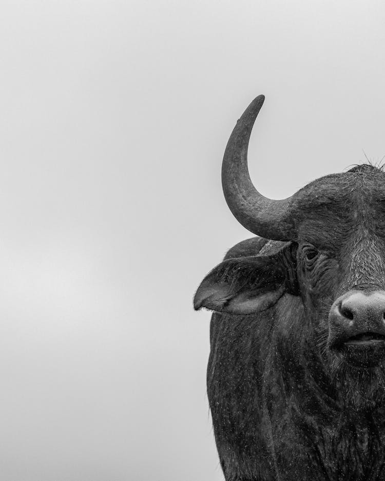 Monochrome Photo Of A Buffalo With A Horn