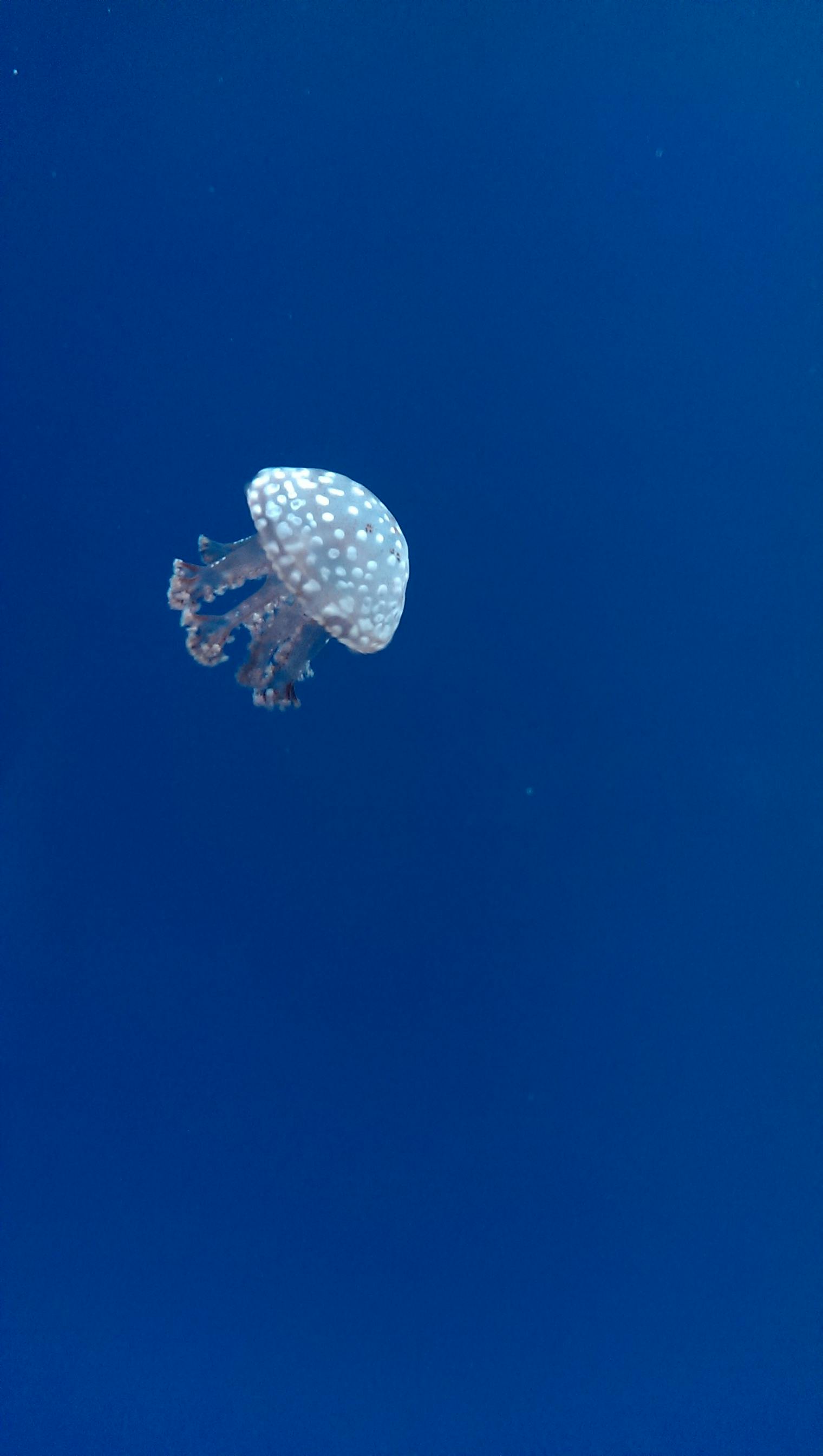 Free stock photo of blue, jellyfish, water