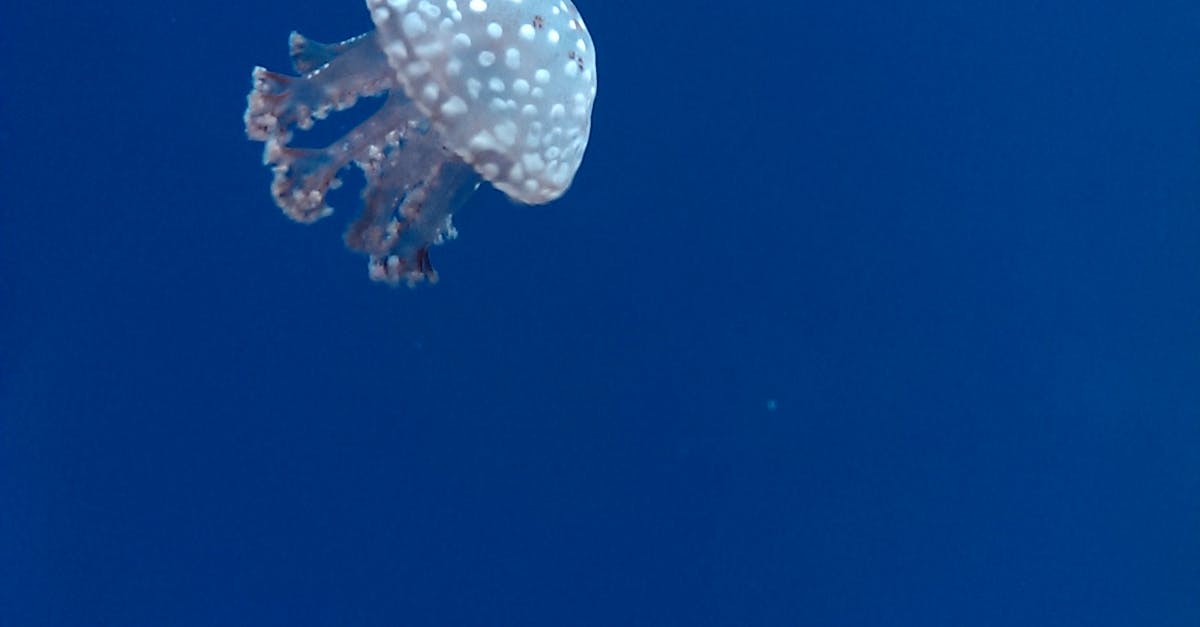 Free stock photo of blue, jellyfish, water