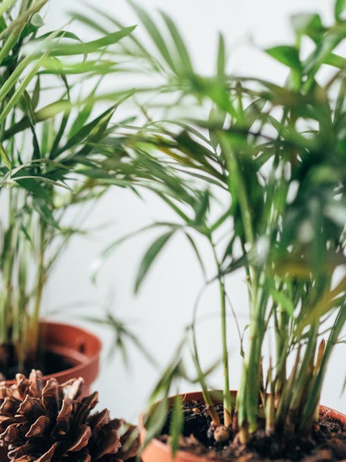 Potted Chamaedorea elegans plants against white wall