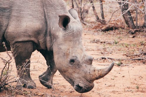 Rhinoceros on Brown Ground