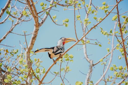 Free A Southern Yellow-billed Hornbill perched on tree branches against a clear blue sky. Stock Photo