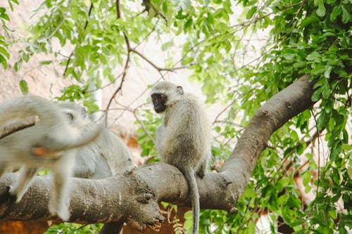 Two White and Gray Monkeys on Tree Branch