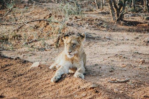 Free Photo of Lion Lying on the Ground Stock Photo
