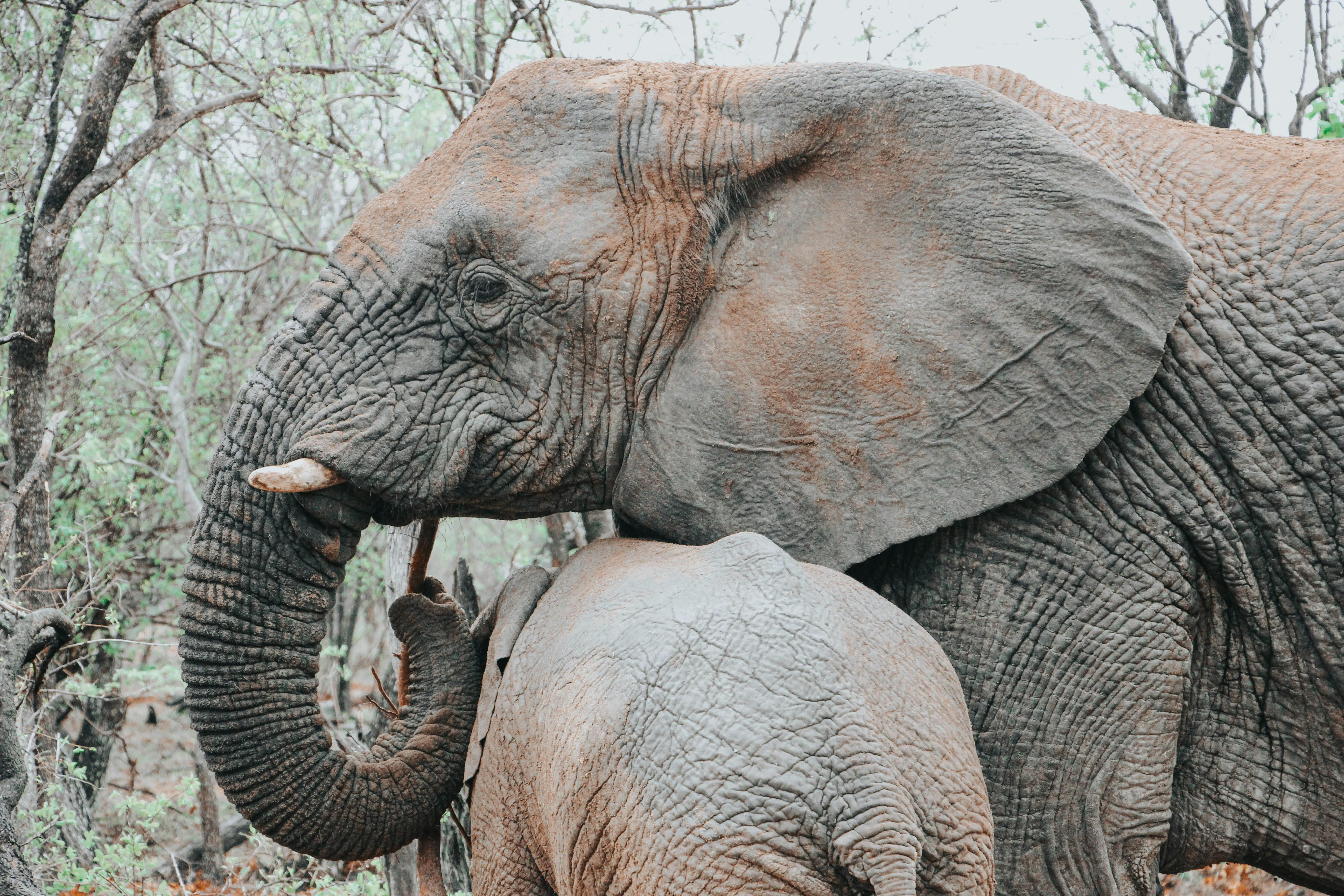 Close-up of a mother and child African elephants in their natural habitat, showcasing their bond.