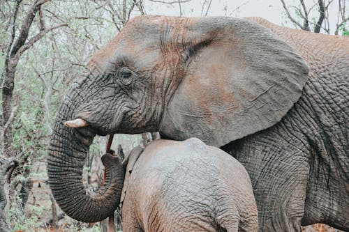 Mother and Child Elephant Near the Trees