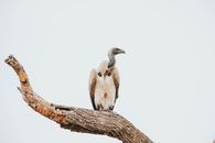 Brown and White Bird on Brown Tree Branch