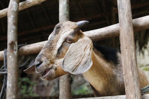 Goat in Close Up Photography