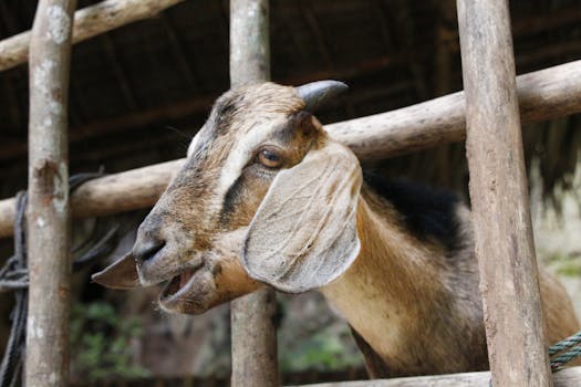 Vibrant close-up image of a goat peering through a wooden fence in Ipoh, Malaysia.