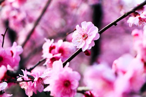 Δωρεάν στοκ φωτογραφιών με άνθη κερασιάς, ανθισμένος, βάθος πεδίου Φωτογραφία από στοκ φωτογραφιών