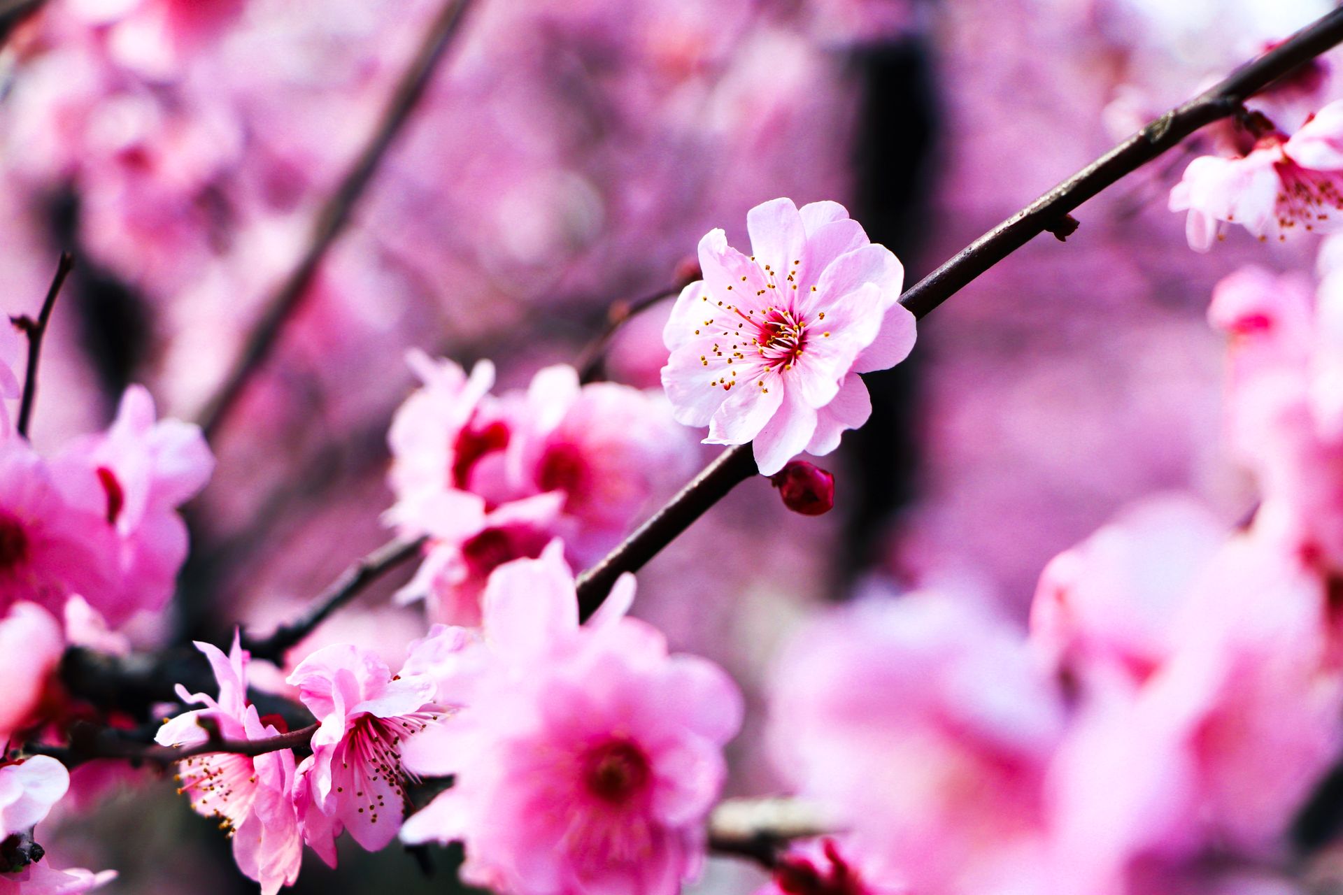 Beautiful close-up of pink cherry blossoms capturing the essence of springtime.