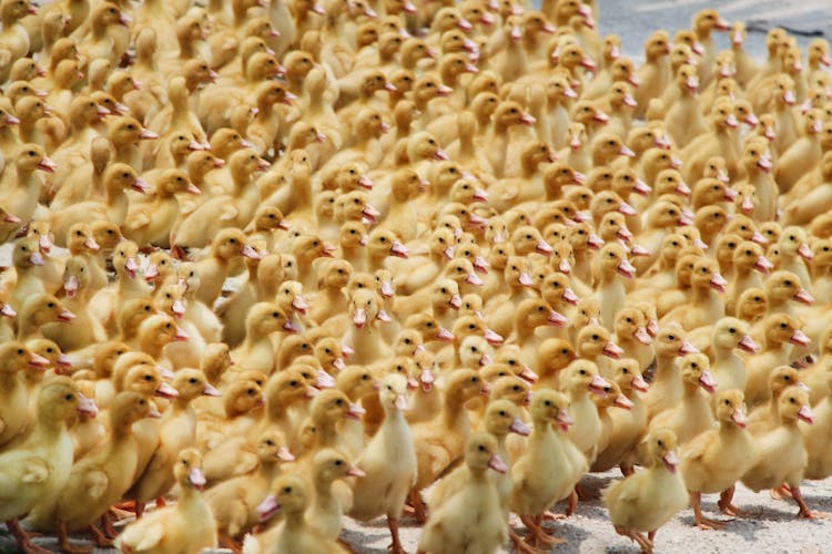 A Brood Of Yellow Ducklings