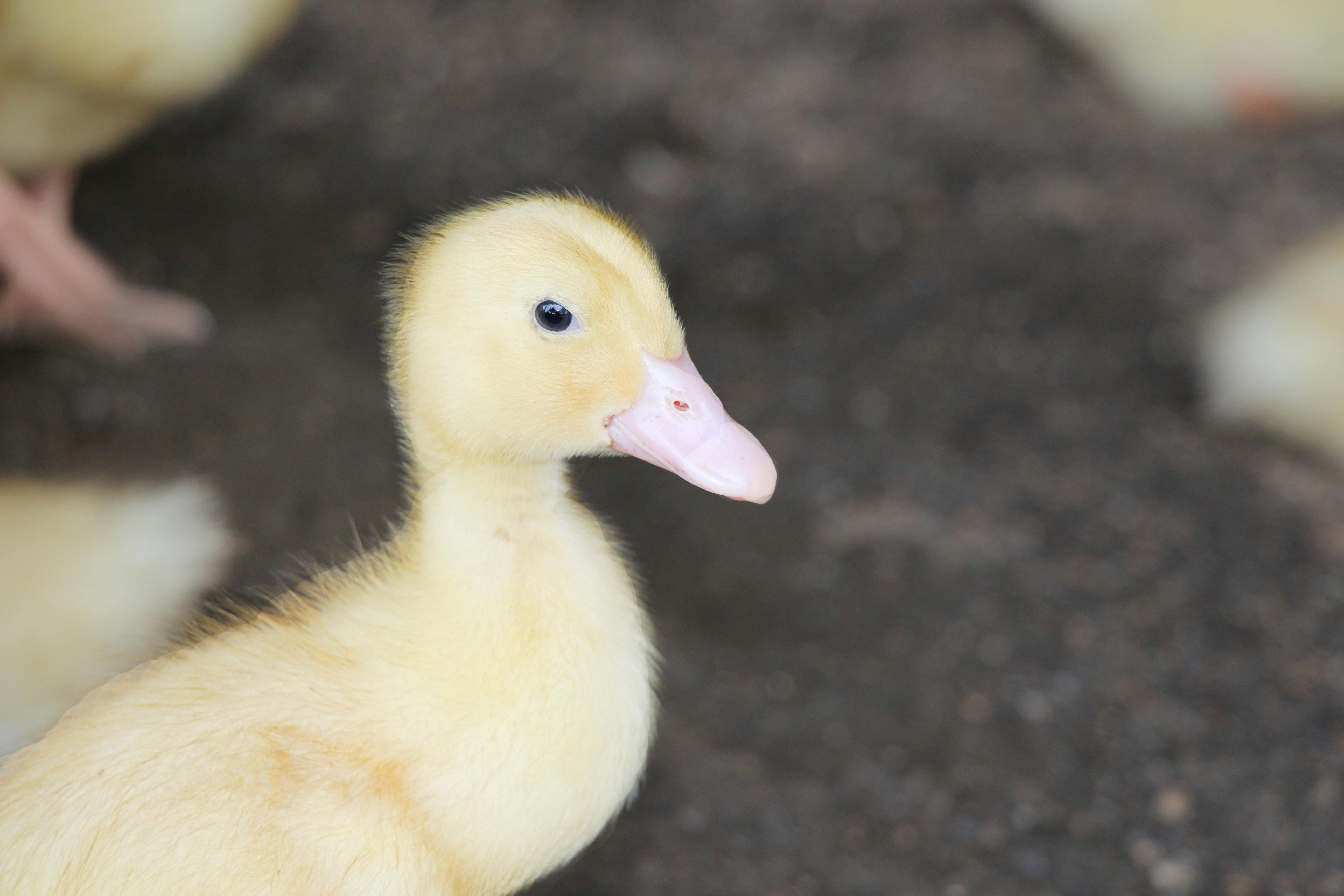 Complexe Hazrati Imam à Tachkent, un site historique important