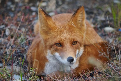 Free A serene close-up of a red fox lying on the ground in Magadan Oblast, Russia. Stock Photo