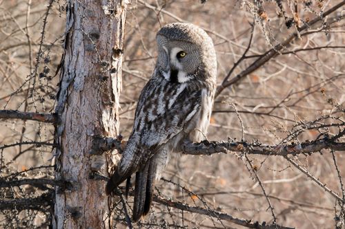 Free A majestic Great Grey Owl (Strix nebulosa) perched on a tree branch in the wilderness of Magadan Oblast, Russia. Stock Photo