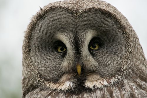 Free Intense gaze of a Ural owl captured in a wildlife portrait in Russia. Stock Photo