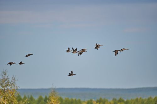 Free stock photo of ducks, кряквы, перелетные Stock Photo