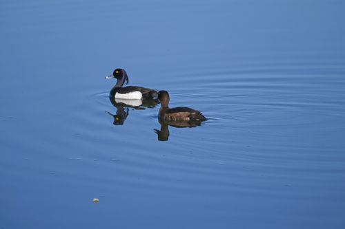 Free stock photo of duck, водоплавающая, утка Stock Photo