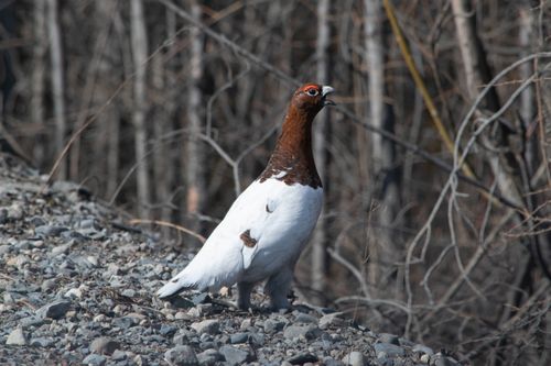 Free stock photo of bird, куропатка, птица Stock Photo