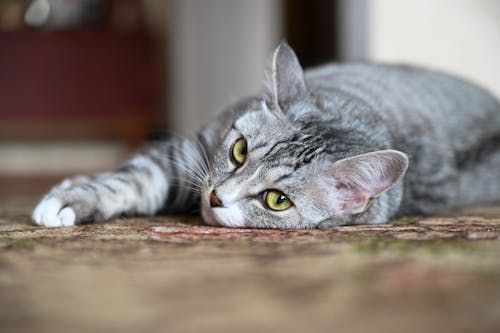 Close-Up Shot of a Gray Domestic Cat Lying on the Floor