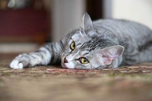 Free Cute tabby cat with green eyes relaxing on a carpet indoors, showcasing a peaceful moment. Stock Photo