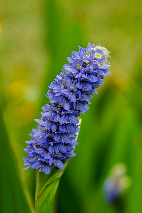 A Beautiful Blooming Lavender in a Tilt Shift Lens Photography