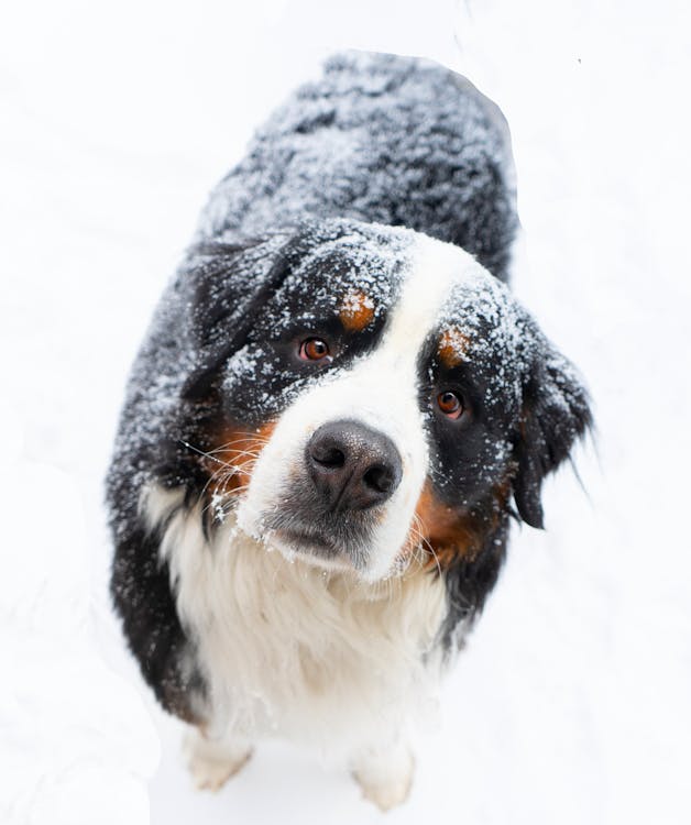 A Bernese Mountain Dog in the Snow