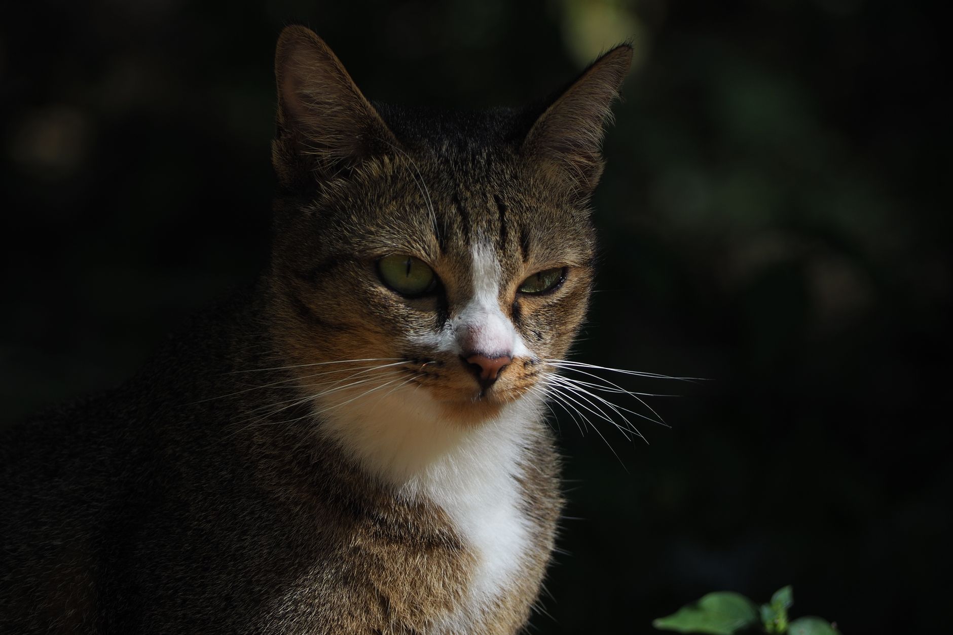 Portrait of a cat at a veterinary clinic