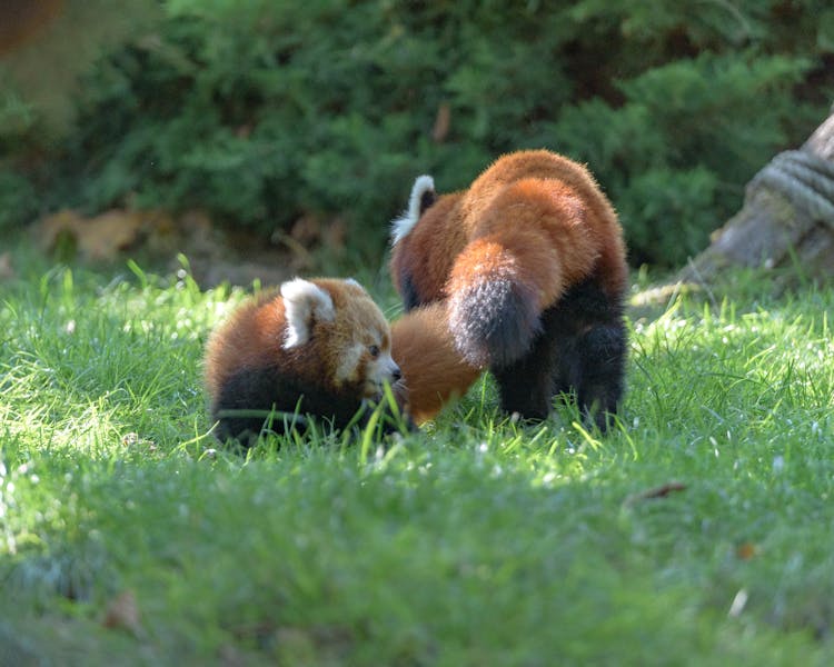 Red Pandas On A Grassy Field