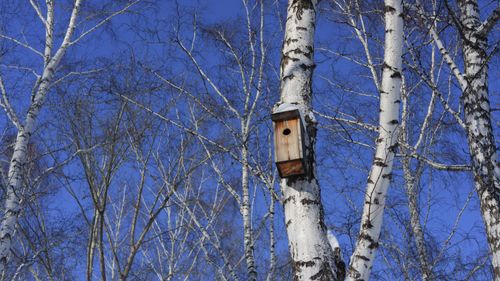 Free Wooden birdhouse on birch trees under clear blue sky in winter. Perfect for nature and seasonal imagery. Stock Photo