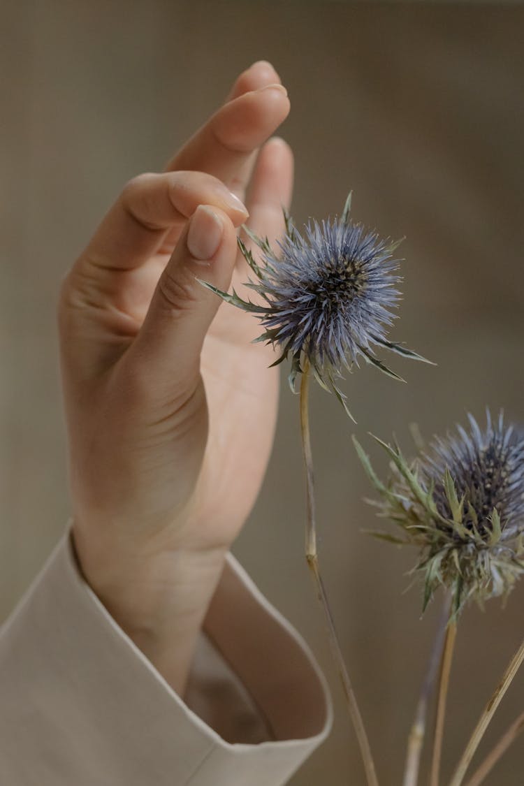 Hand Touching A Dried Thistle Flower 