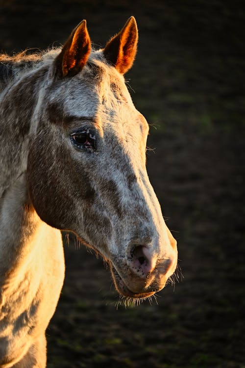 Darmowe zdjęcie z galerii z fotografia zwierzęcia, koń, pionowy strzał