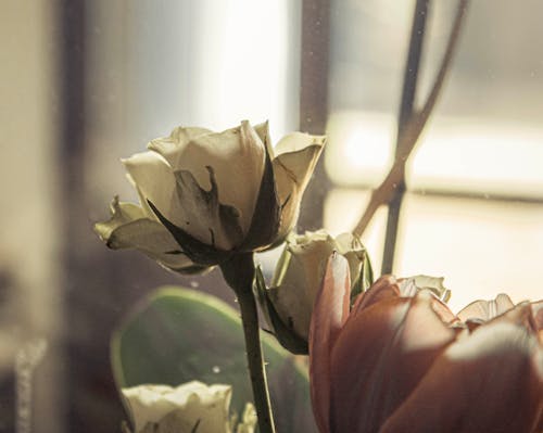 烏賊, 特写, 玫瑰 的 免费素材图片