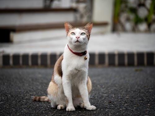 Free Close-Up Shot of a Tabby Cat Sitting on the Road Stock Photo