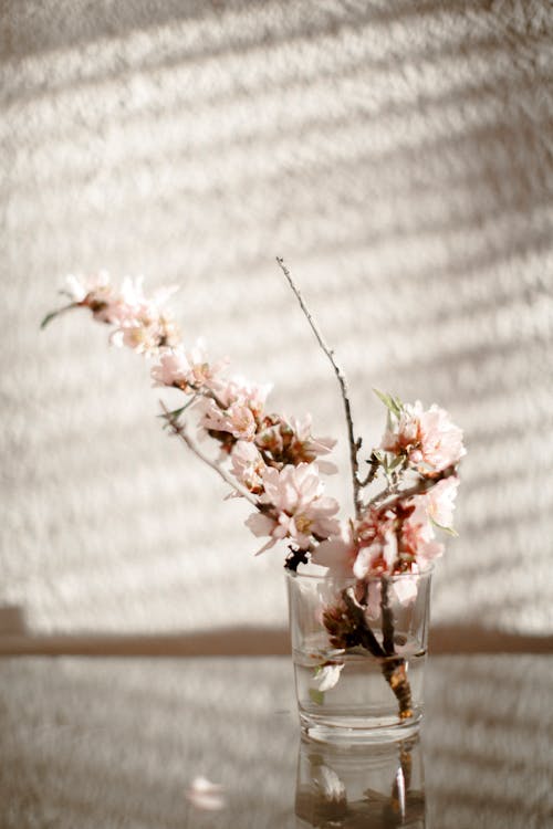 Foto d'estoc gratuïta de delicat, flor de cirerer, flora