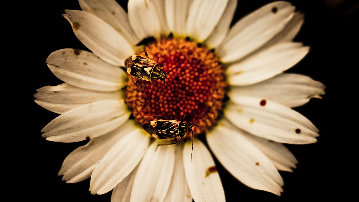 Gratis Fotos de stock gratuitas de abejas, flor Foto de stock