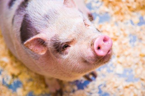 Close-Up Photograph of a Pig