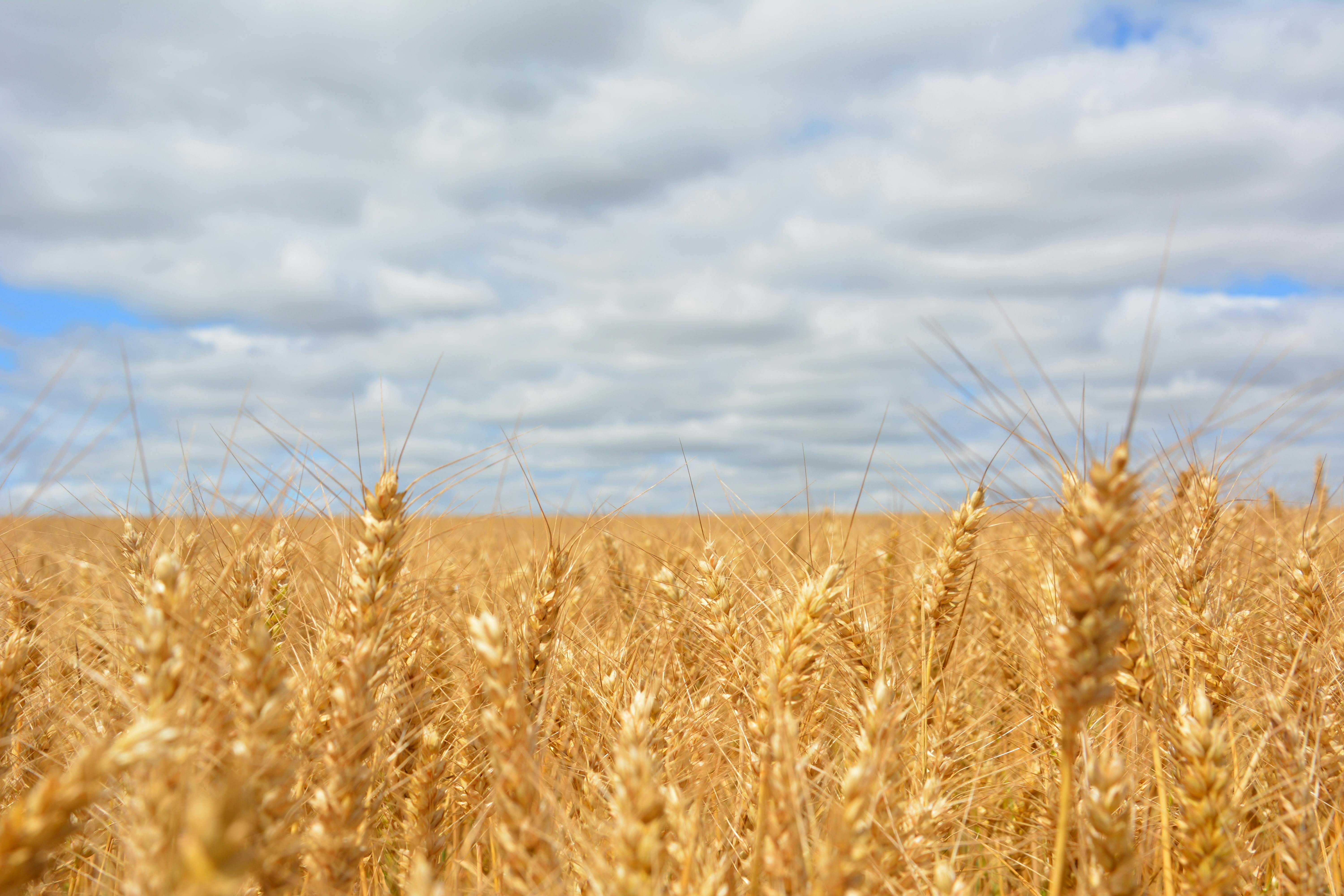 wheat field under blue cloudy sky