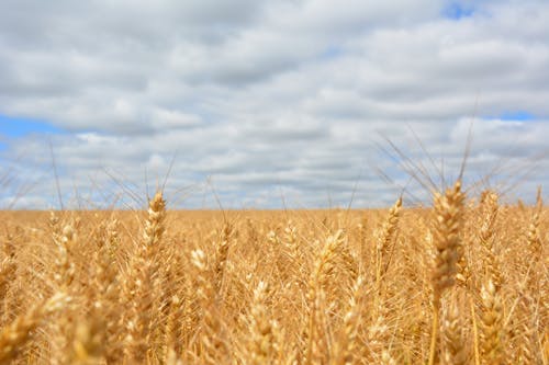 青い曇り空の下の麦畑
