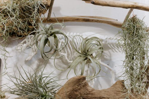 Foto profissional grátis de decoração, esqueleto, folhas