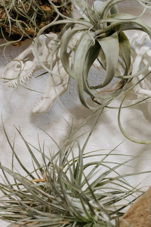 Darmowe zdjęcie z galerii z dekoracja, liście, rośliny
