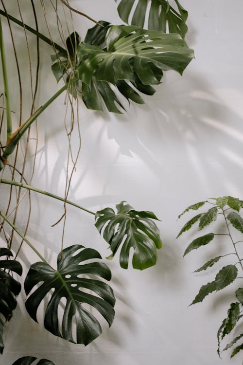 Základová fotografie zdarma na téma listy, monstera deliciosa, rostlina